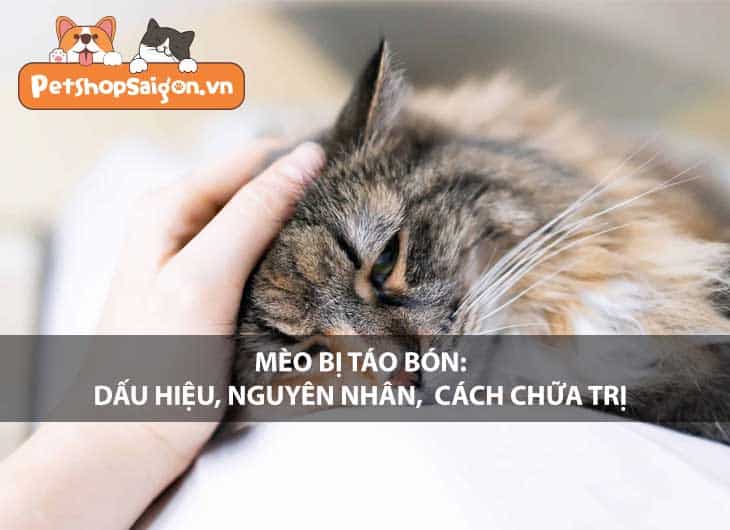 Mèo bị táo bón: Dấu hiệu, nguyên nhân, cách chữa trị