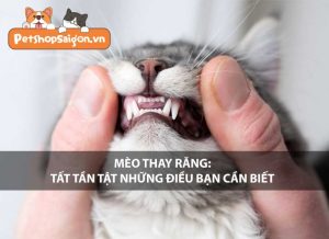 Mèo thay răng: Tất tần tật những điều bạn cần biết!