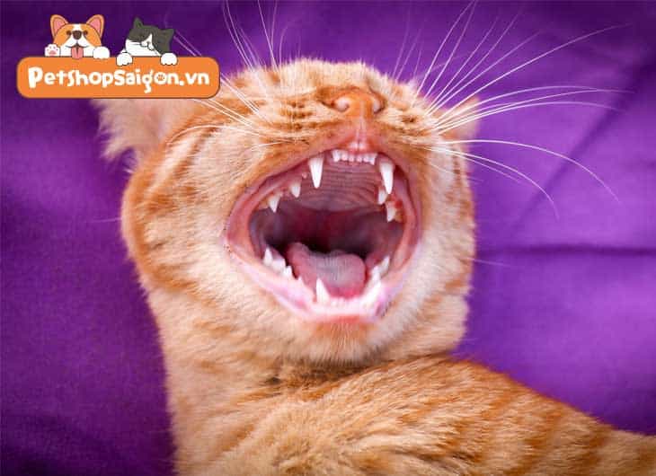 Mèo thay răng: Tất tần tật những điều bạn cần biết!