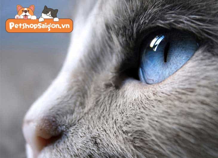 Mèo và đôi mắt độc đáo của chúng