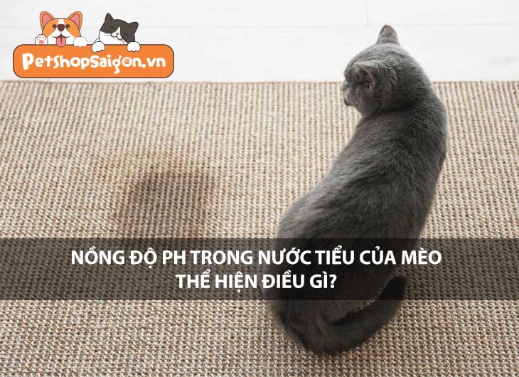 Nồng độ pH trong nước tiểu của mèo thể hiện điều gì?