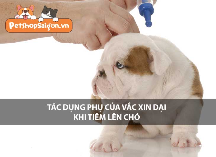 Tác dụng phụ của vắc xin dại khi tiêm lên chó