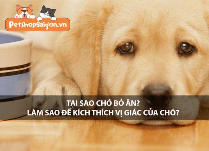 Tại sao chó bỏ ăn? Làm gì để kích thích vị giác của chó?