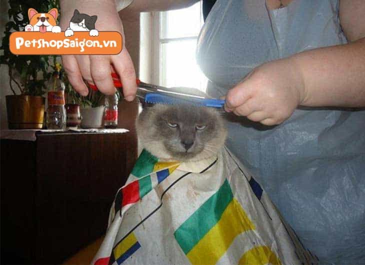 Tỉa lông cho mèo