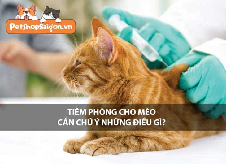 Tiêm phòng cho mèo cần chú ý những điều gì?