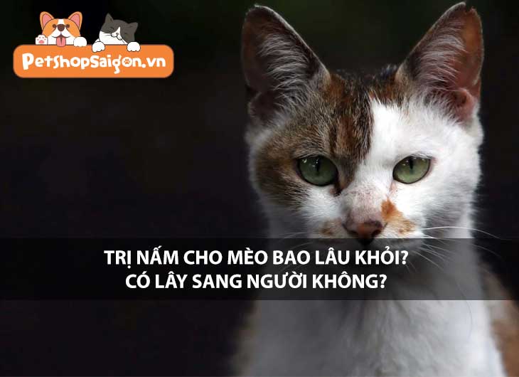 Trị nấm cho mèo bao lâu khỏi? Có lây sang người không?