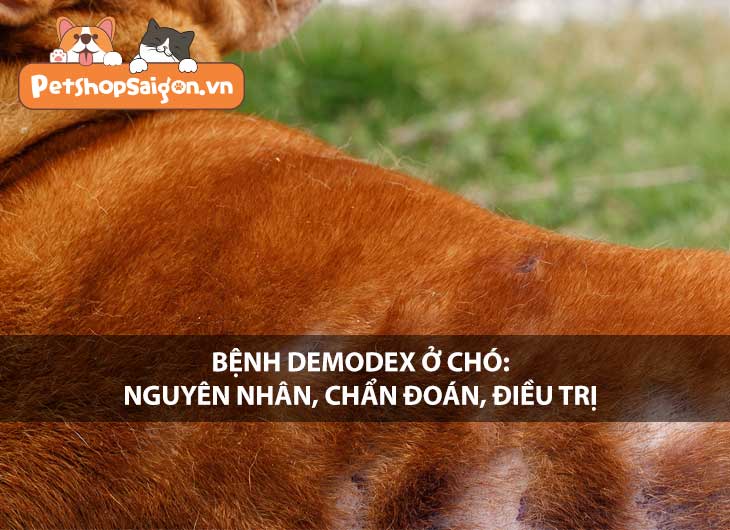 Bệnh Demodex ở chó: Nguyên nhân, chẩn đoán và điều trị