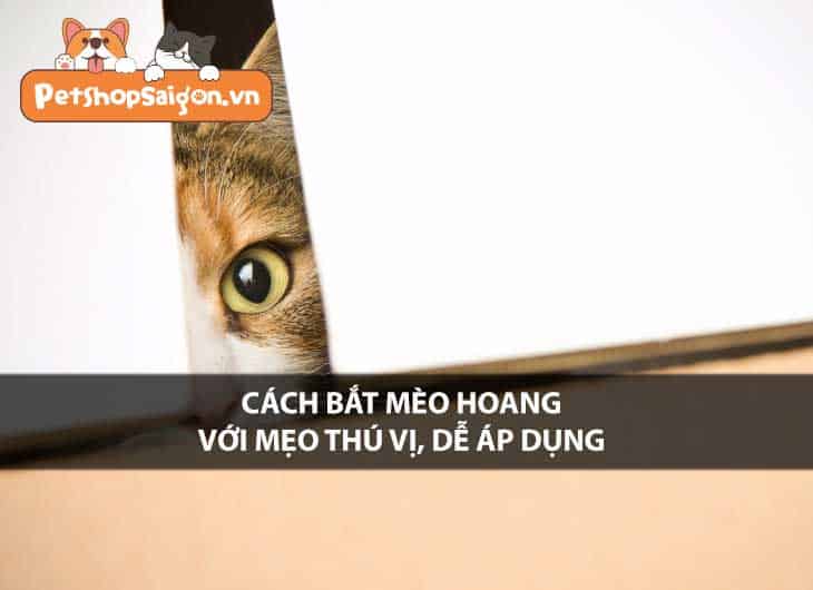 Cách bắt mèo hoang với các mẹo thú vị dễ áp dụng