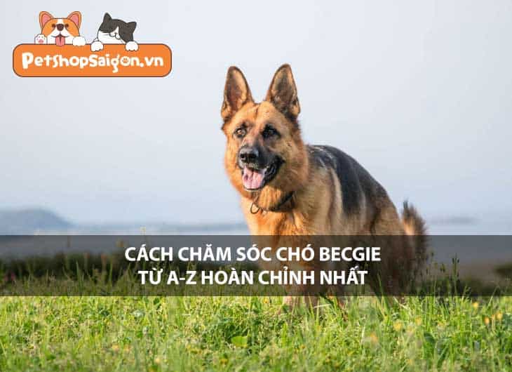 Cách chăm sóc chó Becgie từ A-Z hoàn chỉnh nhất