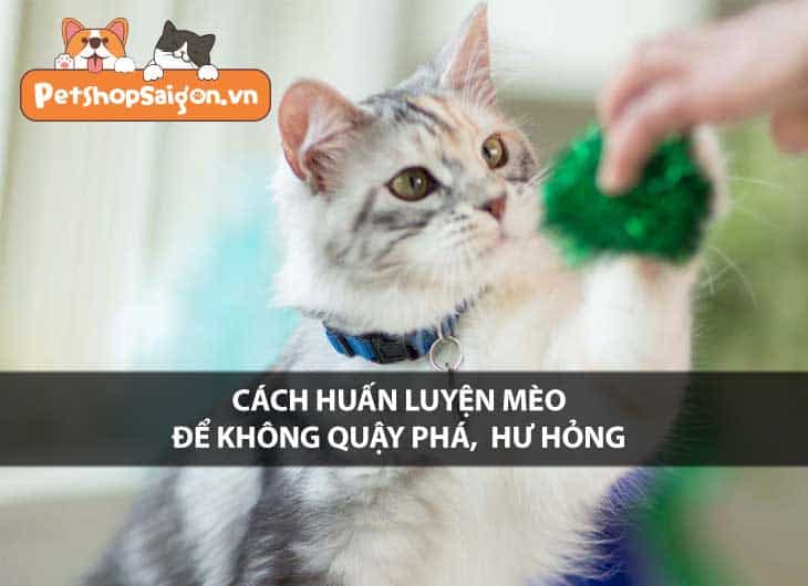 Cách huấn luyện mèo để không quậy phá, hư hỏng