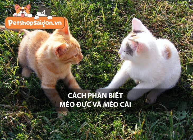 Cách phân biệt mèo đực và mèo cái