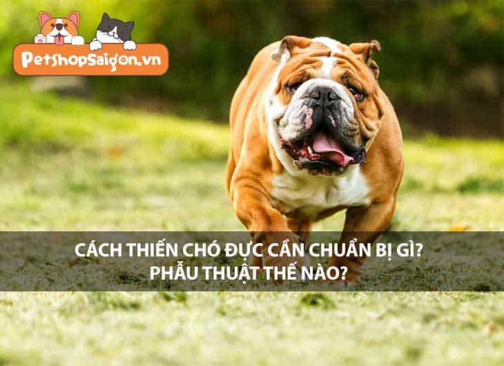 Cách thiến chó đực cần chuẩn bị gì? Phẫu thuật thế nào?