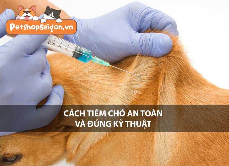 Cách tiêm chó an toàn và đúng kỹ thuật