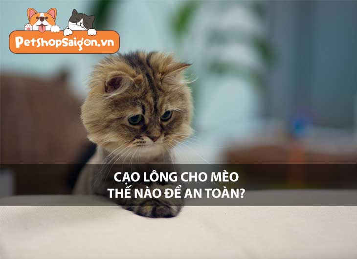 Cạo lông cho mèo thế nào để an toàn?