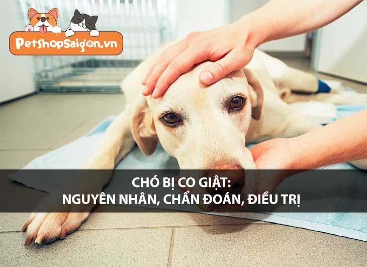 Chó bị co giật: Nguyên nhân, chẩn đoán, điều trị