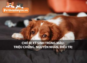 Triệu chứng dễ nhận biết khi chó bị nhiễm trùng máu là gì?
