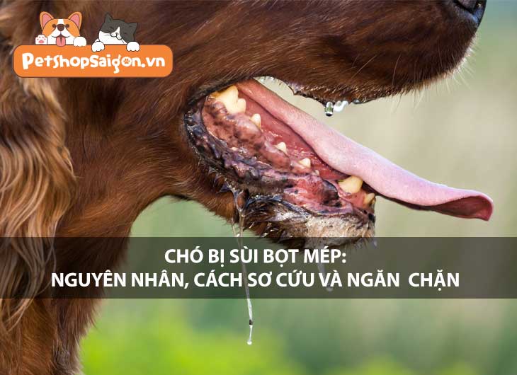 Chó bị sùi bọt mép: Nguyên nhân, cách sơ cứu và ngăn chặn