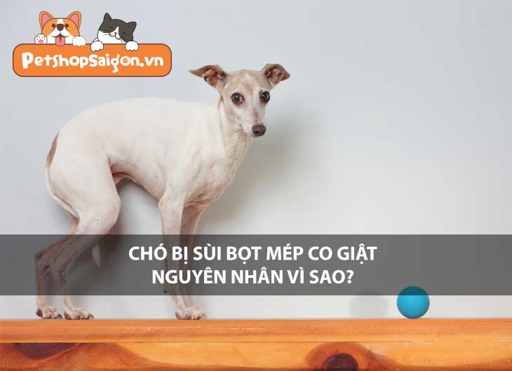 Chó bị sùi bọt mép co giật nguyên nhân vì sao?