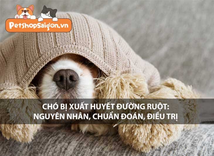 Chó bị xuất huyết đường ruột: Nguyên nhân, chẩn đoán, điều trị