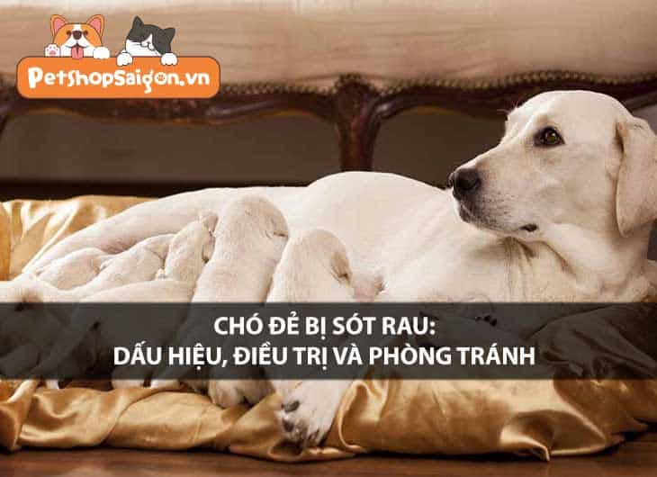 Chó đẻ bị sót rau: Dấu hiệu, điều trị và phòng tránh
