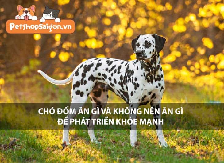 Chó đốm ăn gì và không nên ăn gì để phát triển khỏe mạnh?