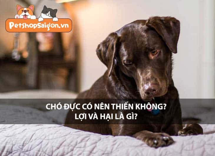 Chó đực có nên thiến không? Lợi và hại là gì?