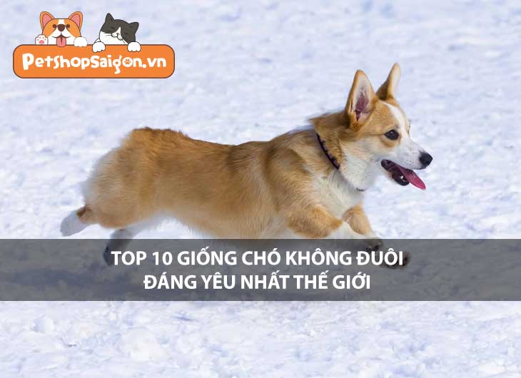 Top 10 giống chó không đuôi đáng yêu nhất thế giới