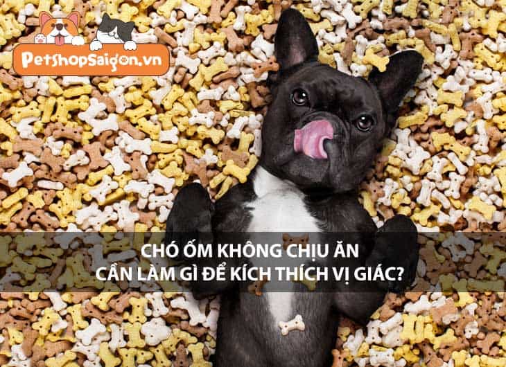 Chó ốm không chịu ăn cần làm gì để kích thích vị giác