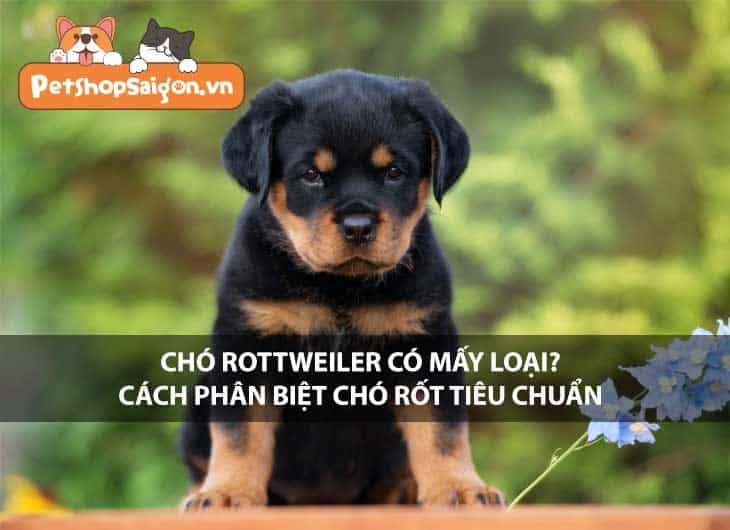 Chó Rottweiler có mấy loại? Cách phân biệt chó Rốt tiêu chuẩn