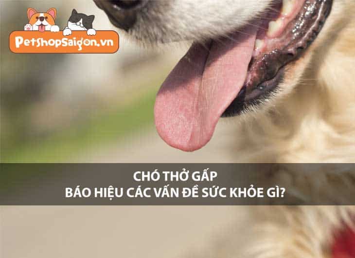 Chó thở gấp báo hiệu các vấn đề sức khoẻ gì?