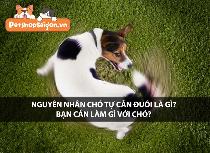 Nguyên nhân chó tự cắn đuôi là gì? Bạn cần làm gì với chó?