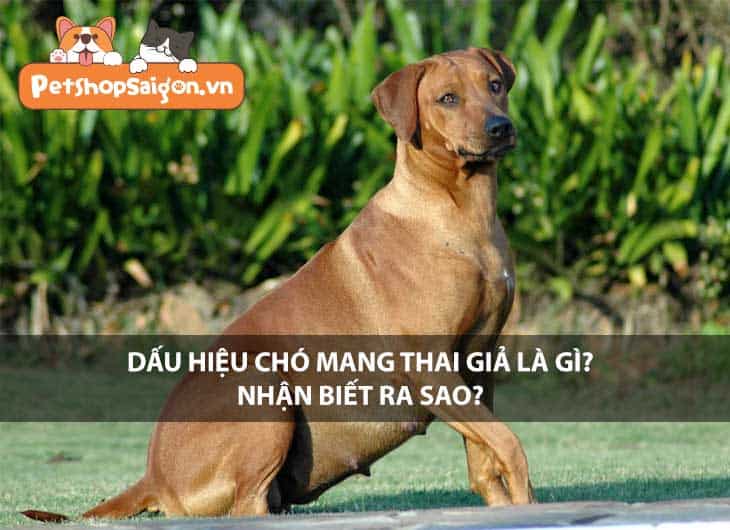 Dấu hiệu chó mang thai giả là gì? Nhận biết ra sao?