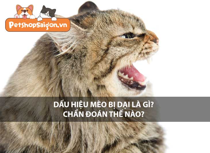 Dấu hiệu mèo bị dại là gì? Chẩn đoán thế nào?