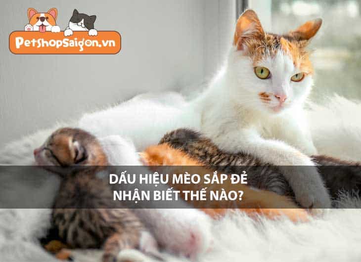 Dấu hiệu mèo sắp đẻ nhận biết thế nào?