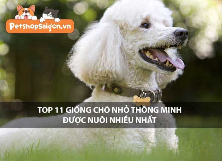 Top 11 giống chó nhỏ thông minh được nuôi nhiều nhất