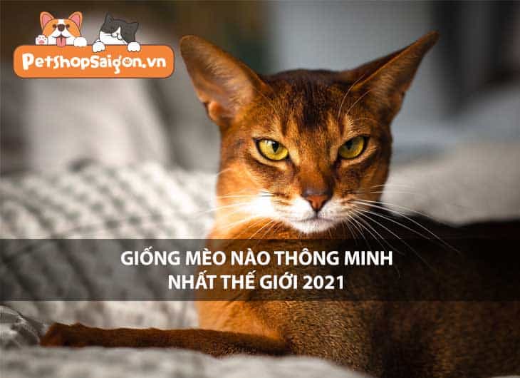 Giống mèo nào thông minh nhất thế giới 2021?