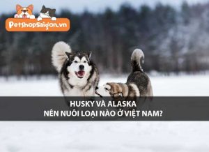 Husky và Alaska nên nuôi loại nào ở Việt Nam?