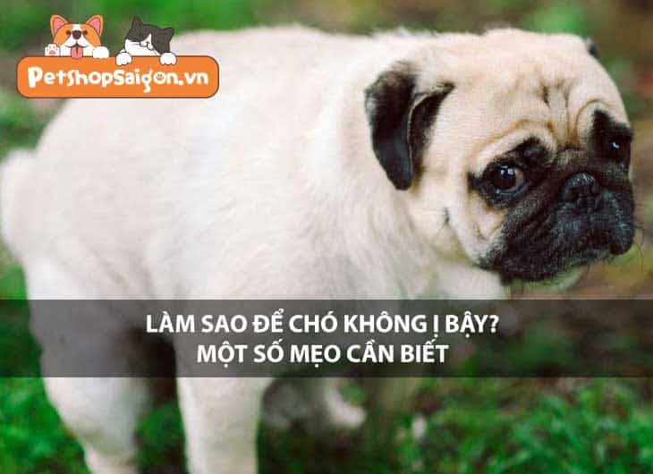 Làm sao để chó không ị bậy? Một số mẹo cần biết