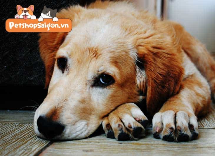Làm thế nào có thể giữ một con chó tránh khỏi nguy cơ bị hại?