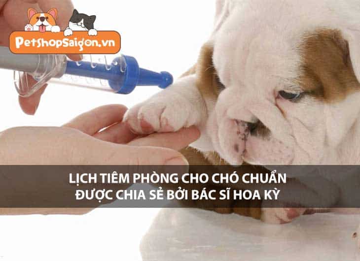 Lịch tiêm phòng cho chó chuẩn được chia sẻ bởi bác sĩ Hoa Kỳ