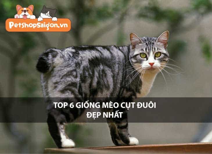 Top 6 giống mèo cụt đuôi đẹp nhất