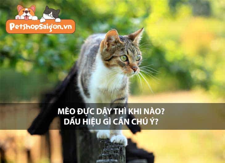 Mèo đực dậy thì khi nào? Dấu hiệu gì cần chú ý?