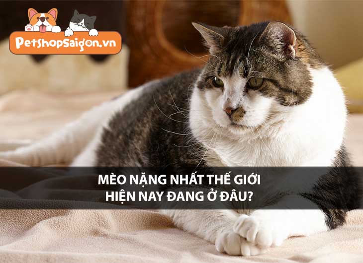 Mèo nặng nhất thế giới hiện nay đang ở đâu?