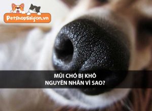 Mũi chó bị khô nguyên nhân vì sao?
