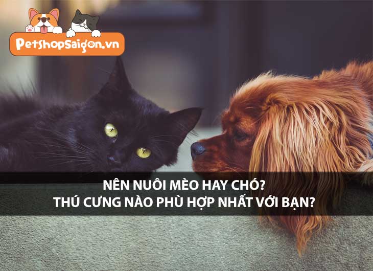 Nên nuôi mèo hay chó? Thú cưng nào phù hợp nhất với bạn?