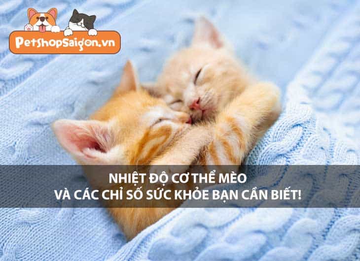 Nhiệt độ cơ thể mèo và các chỉ số sức khỏe bạn cần biết