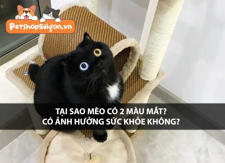 Tại sao mèo có 2 màu mắt? Có ảnh hưởng sức khỏe không?