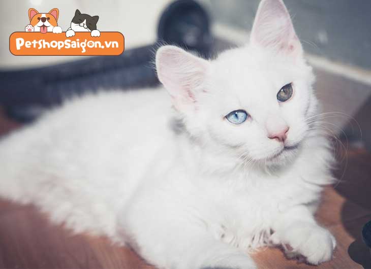Tại sao mèo có 2 màu mắt