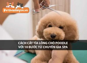 Cách cắt tỉa lông chó Poodle với 10 bước từ chuyên gia spa