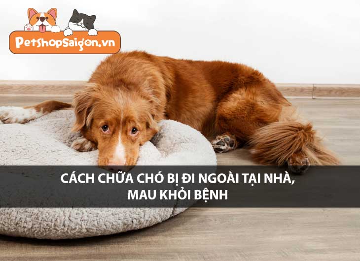 Cách chữa chó bị đi ngoài tại nhà, mau khỏi bệnh
